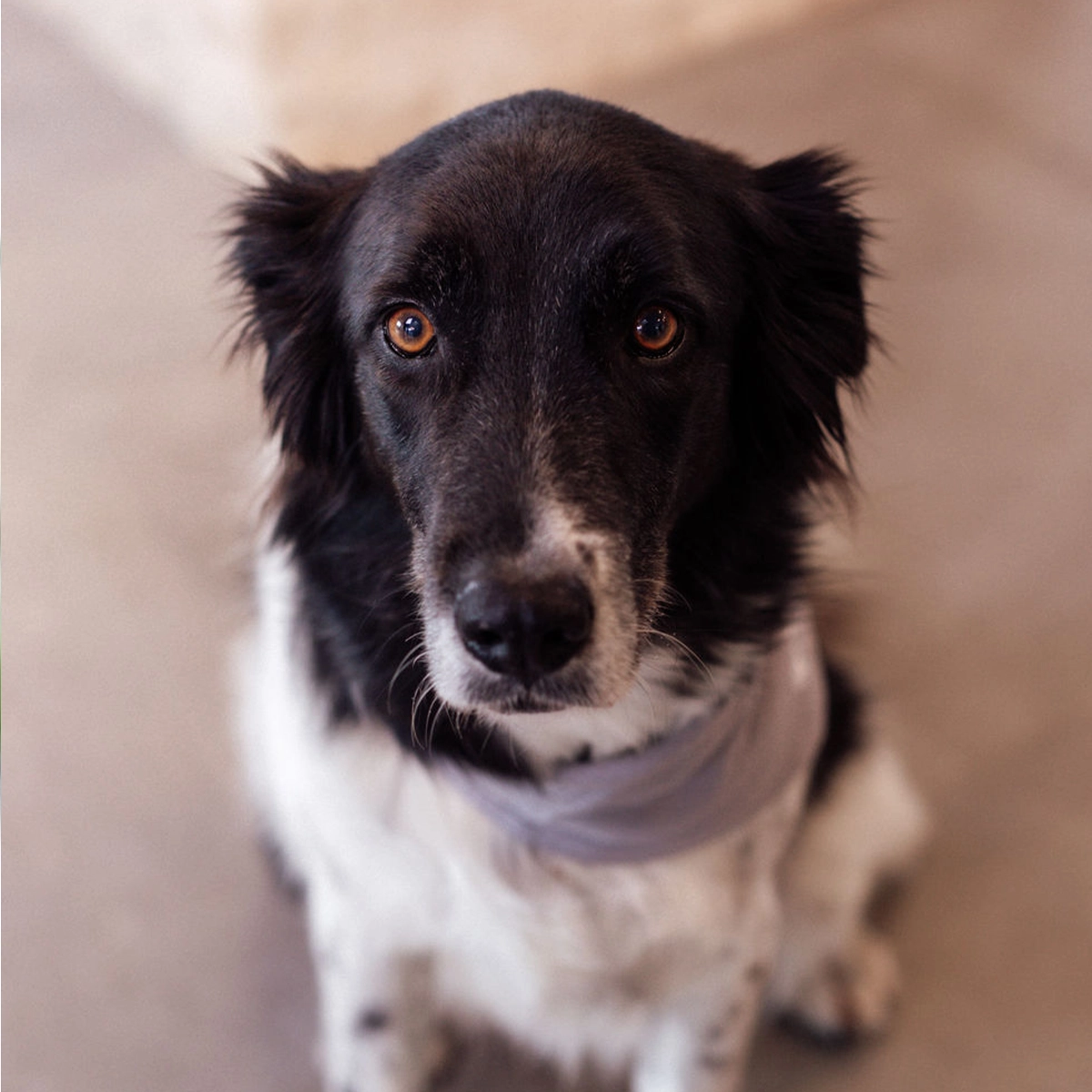 Nelly unser Schwarz-weißer Hund mit Halstuch.